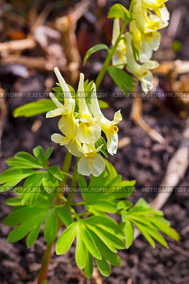 Хохлатка прицветниковая (Corydalis bracteata (Stephan) Pers.) Стоковое фото, фотограф Евгений Мухортов / Фотобанк Лори