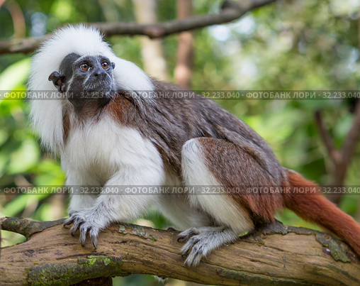 Хохлатый тамарин, или обезьянка пинче. Сotton-top tamarin. Стоковое фото, фотограф Галина Савина / Фотобанк Лори