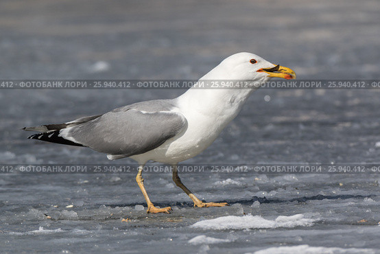 Хохотунья. Yellow-legged Gull (Larus cachinnans). The species of bird is identificated rough. Стоковое фото, фотограф Василий Вишневский / Фотобанк Лори