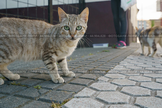 Homeless tabby cat standing on the city street. Стоковое фото, фотограф YuryKara / Фотобанк Лори