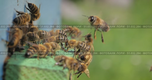 Honey bees fly near a beehive. Bees are best known to humans for their ecological roles as pollinators. Honey bees flying into wooden beehives. Стоковое видео, видеограф Андрей Армягов / Фотобанк Лори