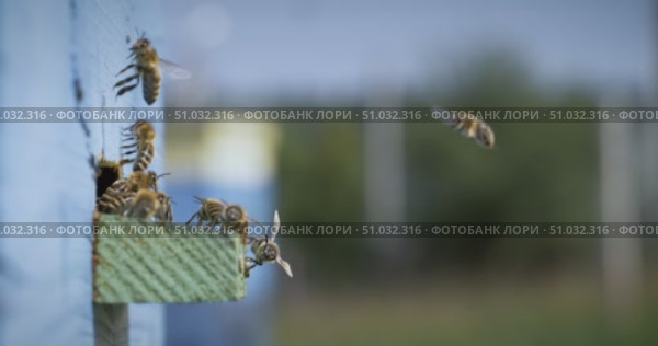 Honey bees fly near a beehive in a super slow motion. Shot on super slow motion camera 1000 fps. Bees are best known to humans for their ecological roles as pollinators. Стоковое видео, видеограф Андрей Армягов / Фотобанк Лори