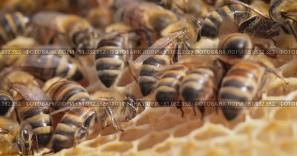 Honey Bees working on honeycomb close-up shot. Bees are best known to humans for their ecological roles as pollinators. Стоковое видео, видеограф Андрей Армягов / Фотобанк Лори
