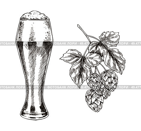 Hop brunch and beer goblet vector illustration, graphic image made by pencil, isolated on white background ale in glossy glass and his main ingredient. Hop Brunch and Beer Goblet Vector Illustration. Стоковая иллюстрация, агентство Ingram Publishing / Фотобанк Лори
