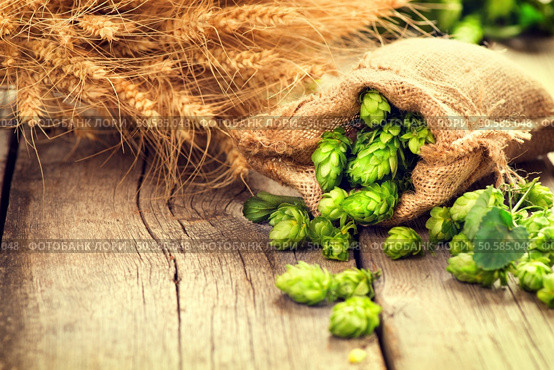 Hop in bag and wheat ears on wooden cracked old table. Beer brewery concept. Ingredient for brewing beer. Beauty fresh-picked hop cones and wheat closeup. Sack of hops and sheaf of wheat on vintage background. Retro style. Alternative medicine. Harvest concept. Стоковое фото, агентство Ingram Publishing / Фотобанк Лори