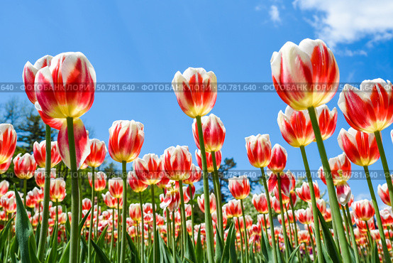Horizontal view of Happy Generation Triumph tulips in bloom. Red-streaked white petals form a vibrant carpet under a clear spring sky. Стоковое фото, фотограф Татьяна Терехина / Фотобанк Лори