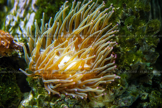 Horse anemone (Actinia equina) on a sea reef. Стоковое фото, фотограф Евгений Ткачёв / Фотобанк Лори