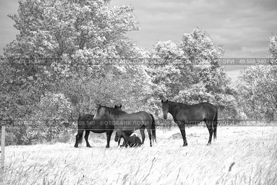 horses walk on the field near the forest. Стоковое фото, агентство Ingram Publishing / Фотобанк Лори
