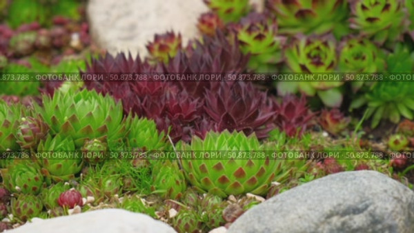 Houseleeks. Echeveria succulents in the stones. Sedum Cactus growing outdoors in a garden rockery backyard. Blooming Ornamental Sempervivum, Hen and Chicks plant with green, red purple petal tips. Стоковое видео, видеограф Марина Демидюк / Фотобанк Лори