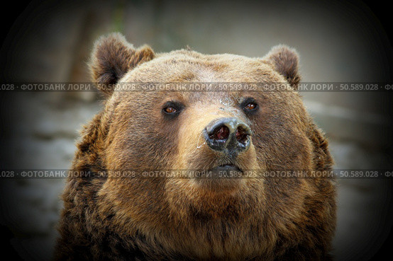huge brown  bear portrait, looking towards the camera,  with vignette ( Ursus arctos ) Стоковое фото, агентство Ingram Publishing / Фотобанк Лори