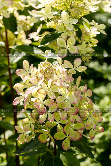 Huge petals of the delicate green color of the flowers of the paniculate hydrangea of the Pastel Green variety in the garden close-up. Стоковое фото, фотограф Ольга Сейфутдинова / Фотобанк Лори