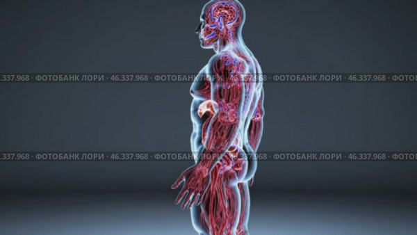 Human Anatomy Showing Circulatory and Digestive Systems. Стоковое видео, видеограф Данил Руденко / Фотобанк Лори