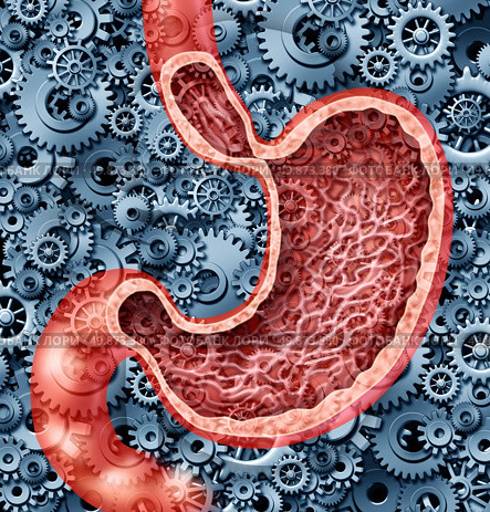 Human digestion function as a stomach anatomy of the human internal digestive organ represented by gears and cogs working to digest food with gastric juices as a health care diagram illustration. Стоковое фото, агентство Ingram Publishing / Фотобанк Лори