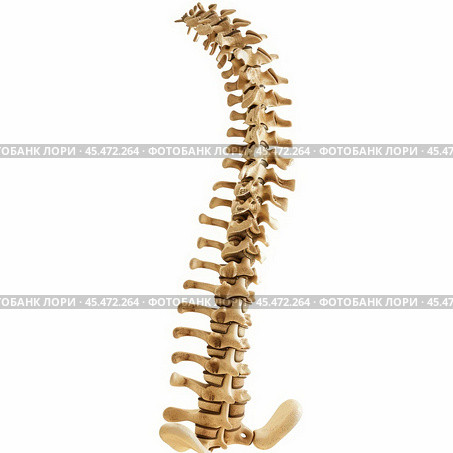 Human spine showing vertebrae, cervical, thoracic, and lumbar sections. Стоковое AI-изображение, AI-художник Иван Рябоконь / Фотобанк Лори