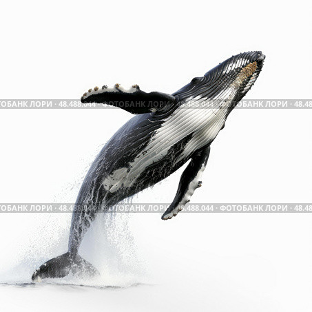 Humpback whale breaching and splashing on white background. Стоковое AI-изображение, AI-художник Иван Рябоконь / Фотобанк Лори