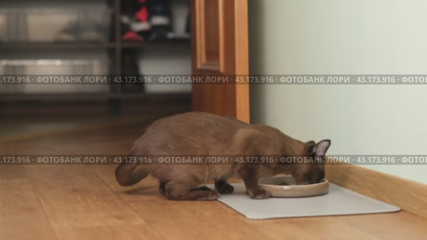 Hungry Domestic Cat Eating Food From Bowl At Home. Стоковое видео, видеограф Aleksandr Ryzhov / Фотобанк Лори