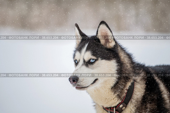 Husky dog portrait. Siberian husky with blue eyes in winter snowy park . Стоковое фото, фотограф Мария Мороз / Фотобанк Лори