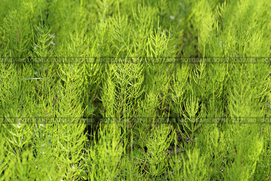 Хвощ полевой, или Хвощ обыкновенный, или Толкачик (лат. Equisetum arvense) Стоковое фото, фотограф Григорий Писоцкий / Фотобанк Лори