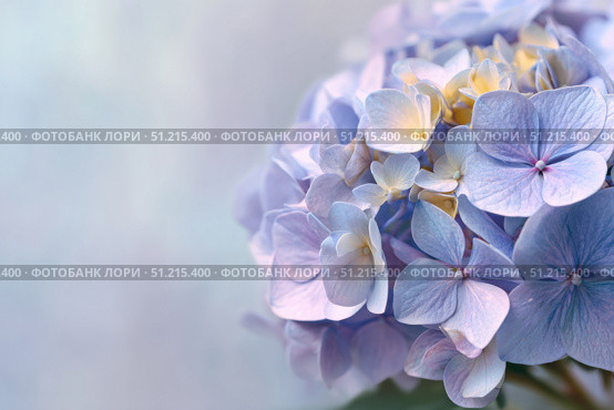 Hydrangea blooming. Blue heads of hydrangea flower petals. Beautiful Garden. Landscaping trend. Shrubbery blooms. Closeup hydrangea flowers. Space for text. Abstract minimal design. Soft shadows. Card. Стоковое AI-изображение, AI-художник Марина Демидюк / Фотобанк Лори
