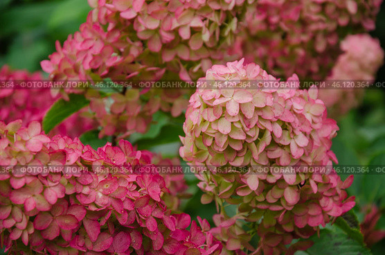 Hydrangea paniculata blooms beautifully in the garden, ornamental shrub for outdoor design. Стоковое фото, фотограф Елена Гломаздо / Фотобанк Лори