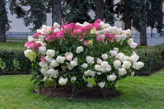 Hydrangea paniculata, Hydrangea paniculata Vanille Fraise grow in the garden. The whole bush. Стоковое фото, фотограф Татьяна Васильева / Фотобанк Лори