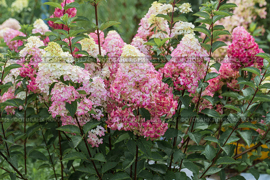 Hydrangea paniculata sort Fraise Melba hydrangea with pink flowers blooms in the garden in summer. Стоковое фото, фотограф Ольга Сейфутдинова / Фотобанк Лори