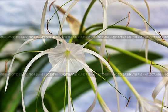 Hymenocallis littoralis beach spider lily plant with white flowers. Стоковое фото, фотограф Илья Курлин / Фотобанк Лори