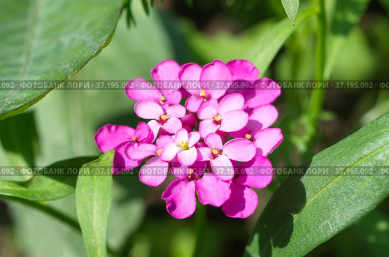 Иберис зонтичный (лат. Iberis umbellata) крупным планом. Стоковое фото, фотограф Елена Коромыслова / Фотобанк Лори