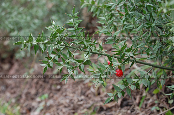 Иглица понтийская (Ruscus aculeatus) с плодами. Стоковое фото, фотограф Анна Мартынова / Фотобанк Лори