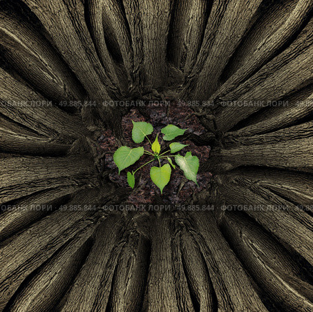 Ignored concept as a group of tall trees growing around a small young sapling plant as a business metaphor for living under the shadow of established market leaders or a symbol of community support for the youth. Стоковое фото, агентство Ingram Publishing / Фотобанк Лори