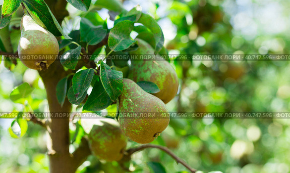Image of ripe juicy pears hanging on a tree branch. Стоковое фото, фотограф Яков Филимонов / Фотобанк Лори