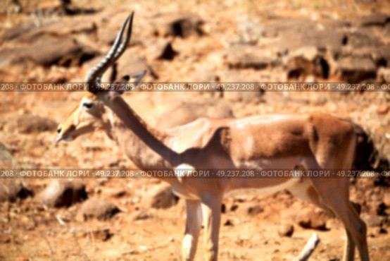 in kruger parck south africa wild impala in the winter bush. Стоковое фото, агентство Ingram Publishing / Фотобанк Лори