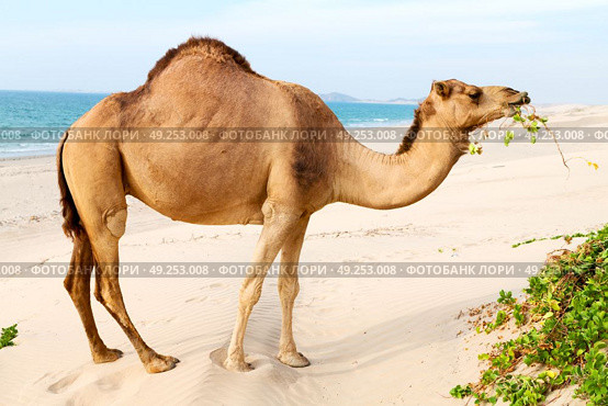 in oman empty quarter of desert a free dromedary near the  sea. Стоковое фото, агентство Ingram Publishing / Фотобанк Лори