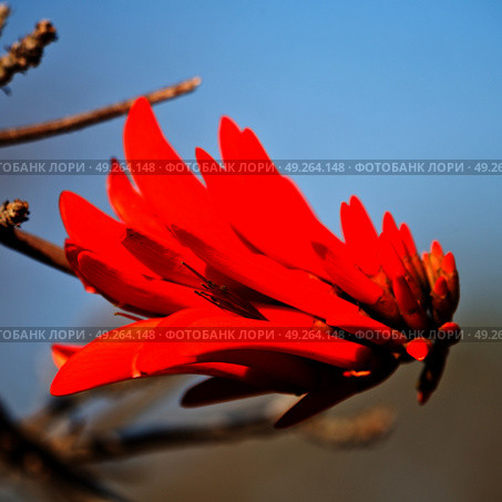 in south africa close up of erythrina lysistemon flower plant and clear sky. Стоковое фото, агентство Ingram Publishing / Фотобанк Лори