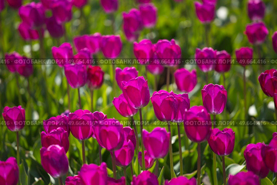 in spring fields of purple tulips bloom in Europe. Стоковое фото, агентство Ingram Publishing / Фотобанк Лори