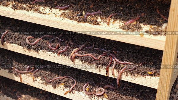 In the vermicomposting container, a lot of earthworms crawl through the soil layers. They play an important role in creating soil enrichment. Стоковое AI-изображение, AI-художник Светлана  Громак / Фотобанк Лори