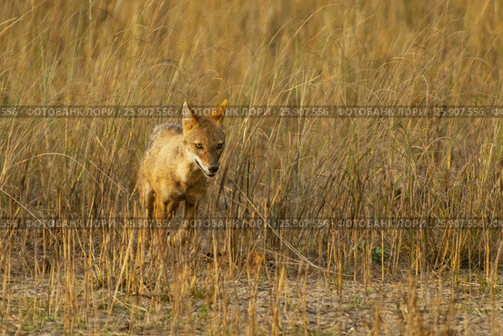 Indian Jackal (Canis aureus indicus), also known as the Himalayan Jackal, Rantambore National Park, India. Стоковое фото, агентство BE&W Photo / Фотобанк Лори