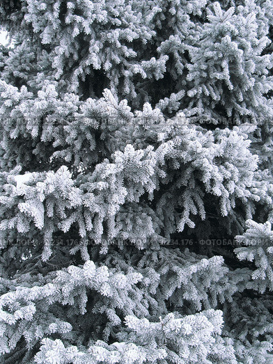 Иней на ветках голубой ели. Стоковое фото, фотограф Татьяна Грин / Фотобанк Лори