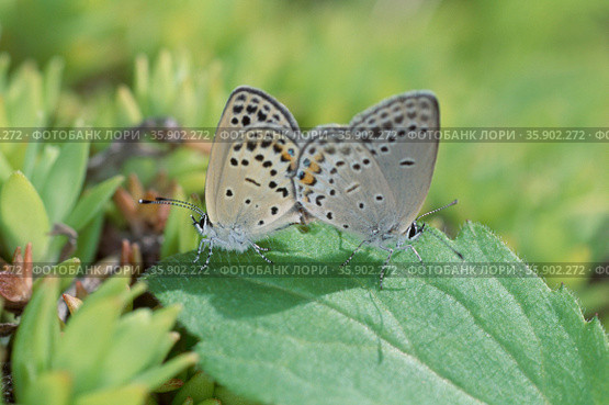 insect. Стоковое фото, агентство Ingram Publishing / Фотобанк Лори