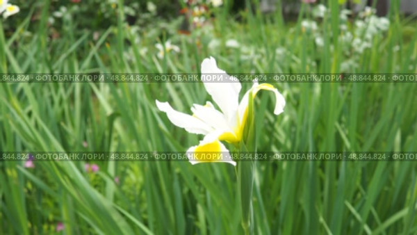 Iris orientalis is a species in the genus Iris, subgenus Limniris and in series Spuriae. It is rhizomatous perennial plant. Beautiful white iris with delicate petals. The yellow inside of the flower. Стоковое видео, видеограф Юлия Петровская / Фотобанк Лори