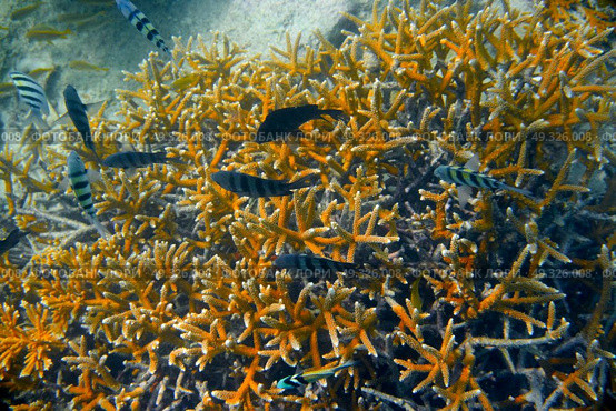 Isla mujeres reef snorkel coral and fishes Sergeant Major in Riviera Maya of Mexico. Стоковое фото, агентство Ingram Publishing / Фотобанк Лори