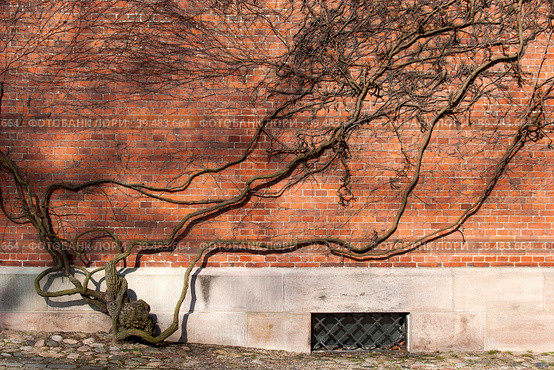 Isolated old brick wall and the dry trunk of an old tree for creating a design background (Roskilde Cathedral, Denmark) Стоковое фото, фотограф Елена  Попкова / Фотобанк Лори