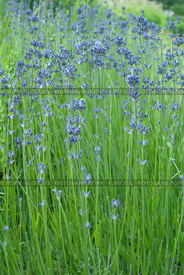 Иссоп лекарственный ( Hyssopus officinalis) Стоковое фото, фотограф Svet / Фотобанк Лори