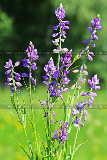 Истод обыкновенный (Polygala vulgaris). Дикорастущие растения Сибири. Стоковое фото, фотограф Евгений Мухортов / Фотобанк Лори