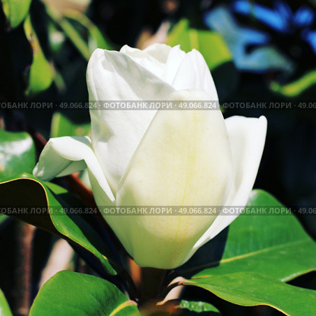 Italian white magnolia. Стоковое фото, агентство Ingram Publishing / Фотобанк Лори