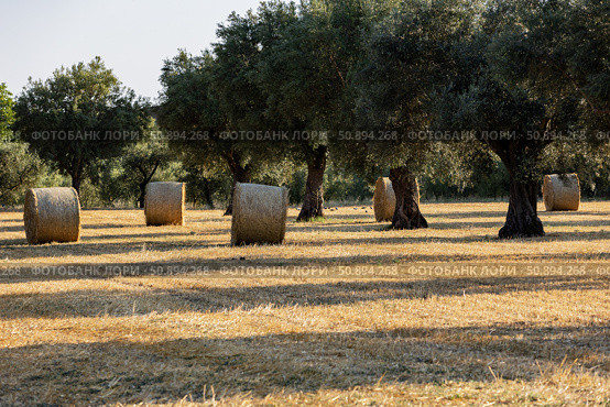 Италия. Беллона. Поле с оливковыми деревьями и стогами сена. Italy. Bellona. Field with olive trees and haystacks. Стоковое фото, фотограф Алексей Смышляев / Фотобанк Лори