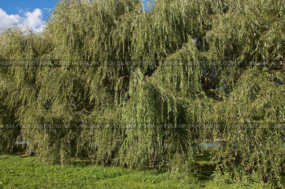 Ива белая (Salix alba) Стоковое фото, фотограф Алёшина Оксана / Фотобанк Лори