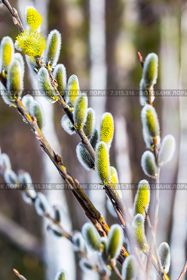 Ива козья (Salix caprea L.). Цветущие ветви весной. Стоковое фото, фотограф Евгений Мухортов / Фотобанк Лори