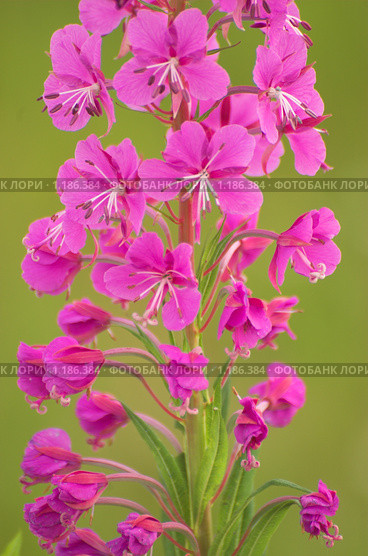 Иван-чай (Epilobium angustifolium) Стоковое фото, фотограф Акимов Александр / Фотобанк Лори