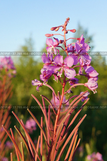 Иван-чай узколистный (лат. Chamerion angustifolium), или Кипрей узколистный (лат. Epilobium angustifolium) при вечернем освещении. Цветение растения в Югре. Стоковое фото, фотограф Алёна Ковальчук / Фотобанк Лори